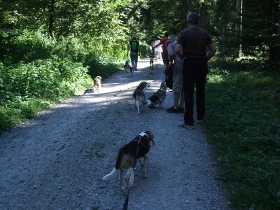BeaglespaziergangEinladungYvonne BeaglespaziergangEinladungYvonne