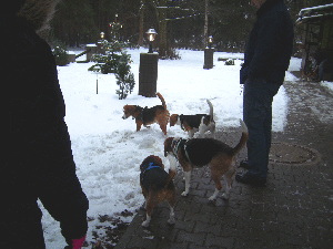 Beagletreffen 006 Beagletreffen 006