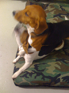 Bruno3 Bruno3