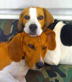 Bruno4