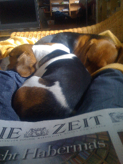 Bruno7 Bruno7