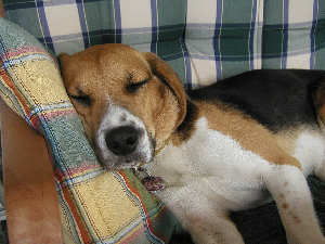 Diego 3