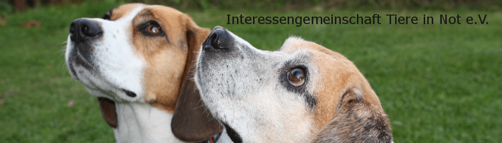 IG Tiere in Not e.V.