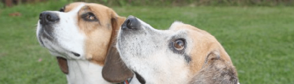 Beagle