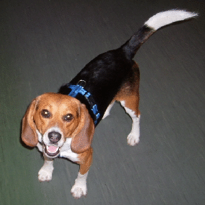 murphy 009
