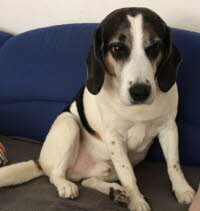 Balu
