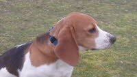 Benji