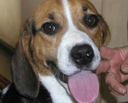 Chicco