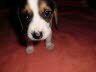 Leon ist vermittelt