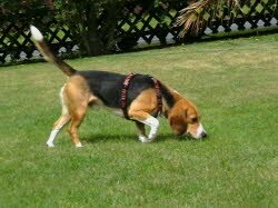 Monty