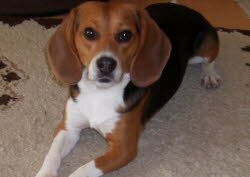 Murphy