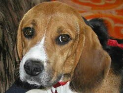 Remus