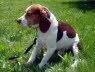 Teddy zog ins sch�ne Bayern